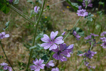 The mallow flower in spring