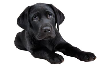 Playful black Labrador puppy, charming young dog lying on a soft surface, ready for play or companionship, with ample space for text. Isolated on white background or PNG