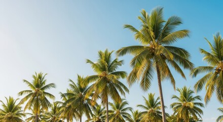 Tropical Palm Trees Against Blue Sky Backdrop