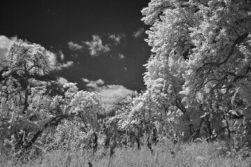 infrared image of a group of trees