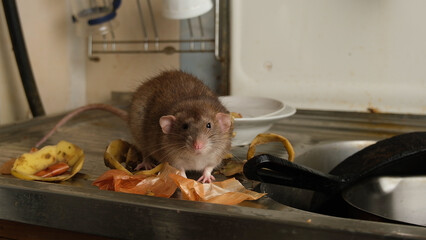 Brown rat, food waste and dirty unwashed dishes.