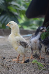 Two young, fluffy chicks, one light yellow and one mottled dark, stand on sandy ground with green foliage in the background.