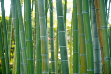 竹林