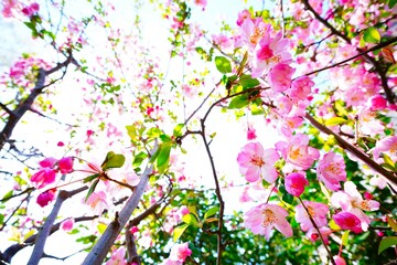 ハナカイドウの花