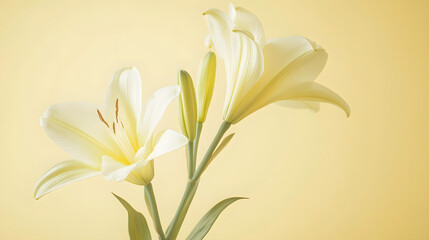Fototapeta premium Close-up photo of oat kernels with shiny golden husks, isolated on white background.
