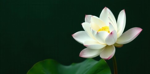 White lotus flower, single bloom, studio shot, buddhism, white