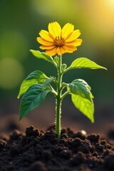 Young tomato plant with sunny yellow flowers in dark soil , plantation, farming, yellow