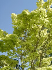 Tree of the Shirasawa maple (Acer shirasawanum) 'Aureum' or fullmoon maple in the park; the lighter-coloured A. shirasawanum cultivar 'Aureum'. Sweden