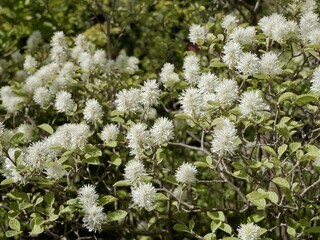 White flowers of the witch alder, Fothergilla × intermedia 'Mount Airy' or Fothergilla 'Mount...