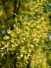 Yellow flowers of the golden chain tree, Laburnum × watereri  (L. alpinum × L. anagyroides) or Laburnum watereri cv. 'Vossii'. Sweden