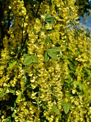 Obraz premium Yellow flowers of the golden chain tree, Laburnum × watereri (L. alpinum × L. anagyroides) or Laburnum watereri cv. 'Vossii'. Sweden