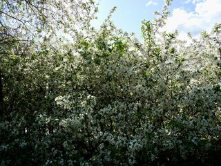 Fototapeta premium Blooming apple tree of the Siebold's crab (Malus toringo, syn. Malus sieboldii), Siebold's crabapple or Toringo crabapple. A species of crabapple native to eastern Asia. Sweden