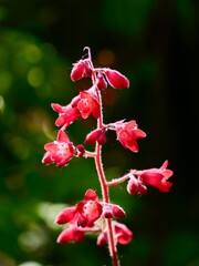 Red flowers of the coral bells (Heuchera sanguinea) cultivar in a garden; a species native to North...