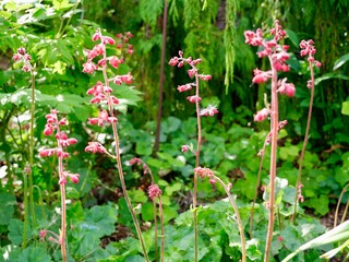 Red flowers of the coral bells (Heuchera sanguinea) cultivar in a garden; a species native to North America. Sweden