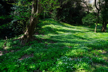 ニリンソウ群生地