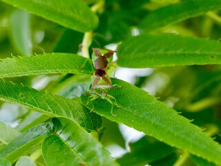 The hawthorn shield bug (Acanthosoma haemorrhoidale) is a common European shield bug. Sweden