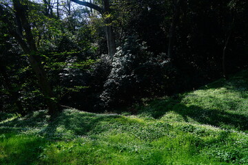 ニリンソウ群生地