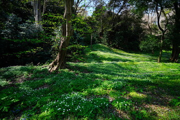 ニリンソウ群生地