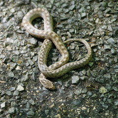 Obraz premium Southern smooth snake or riccioli's snake (Coronella girondica) small harmless snake spotted on a forest road in the Lot department in France 