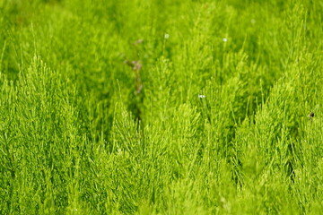 Equisetum arvense, the field horsetail or common horsetail is a herbaceous perennial plant. Botanical school garden, Hanover, Germany.