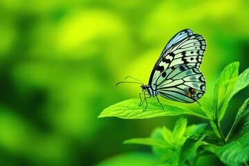 Obraz premium Colorful butterfly resting on green leaf in nature