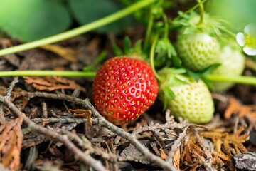 Macro photography of strawberries among foliage