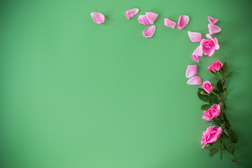 Branches of pink roses on a green background from above