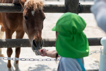 A Japanese pre-school student wearing a PE uniform feeds a horse at a stable during a school field trip to the zoo