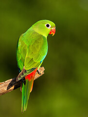 Naklejka premium Vibrant green parrot perched on branch