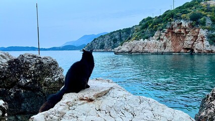 A black cat sits on the seashore at sunset in Antalya Province, Turkey, with blue water, rocks, and vegetation in the background. Stray cats, coastal landscape, sunset light, animal welfare, travel.  © Krystsina_Semianiuk