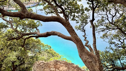 Aerial view of turquoise sea framed by curved tree branches. Summer vacation, travel, nature retreat, Mediterranean Sea, peaceful escape, outdoor relaxation. 