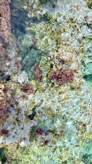 Vertical photo of clear turquoise sea with rocks and corals. Aqua water contrasts with beige stones. Mediterranean nature, summer travel, tranquil scene, seaside detail, marine background. 