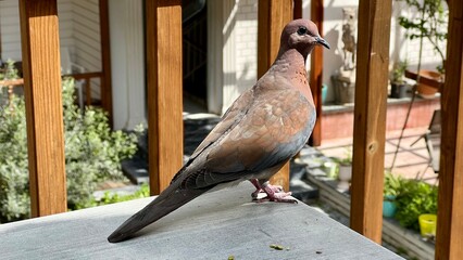 Close-up of a Laughing Dove in an urban setting. City wildlife, birdwatching, peaceful bird, urban...