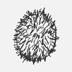 Doodle elements of fruit and vegetable, specifically a Rambutan