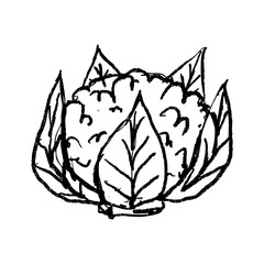 Obraz premium Doodle elements of fruit and vegetable, specifically a Cauliflower