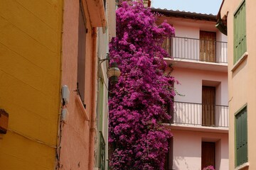 Bougainvillea vines cascade beautifully down the side of a pastel-colored building