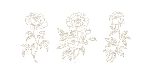 Elegant line art peony flower set botanical illustration