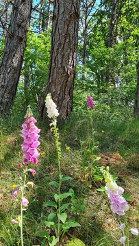 Fingerhut im Wald