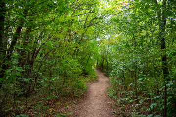 Obraz premium Dirt Path Winding Through Dense Green Deciduous Forest on a Summer Day Near Kokalyane, Sofia Region, Bulgaria