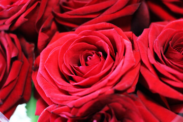 A bouquet of beautiful red roses, buds of romantic flowers.