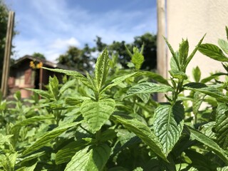 Mint plants.