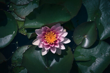 Pink water lily or lotus flower with green leaves in the pond

