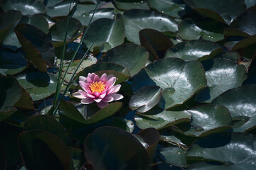 Pink water lily or lotus flower with green leaves in the pond
