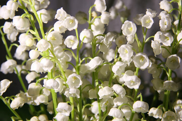 White lilies of the valley are symbols of spring. Floral backgro