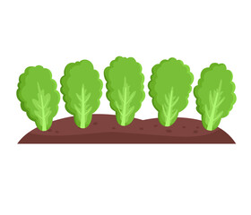 Garden bed with green lettuce, agriculture