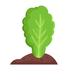 Salad in the garden, healthy food, agriculture