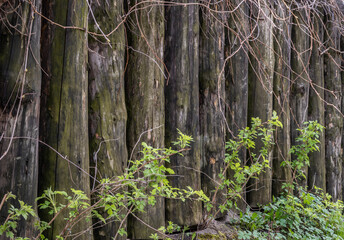 A fence made of old thick logs. wooden stockade.