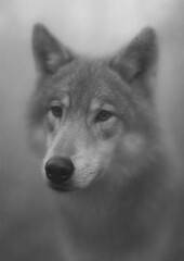 Obraz premium Majestic wolf in misty forest