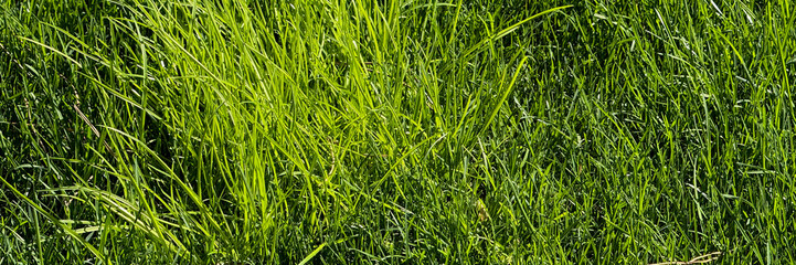 Verdant blades of grass whisper secrets of midsummer solstice, nature's carpet, barefoot pilgrimage...