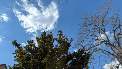Whimsical cloud drifts over tangled branches and verdant foliage, celebrating Arbor Day's renewal...